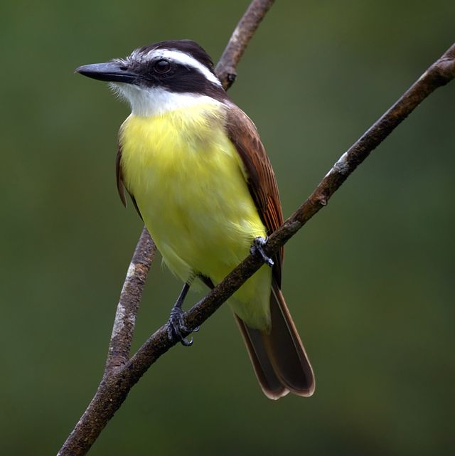 Great Kiskadee