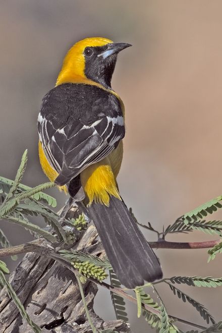 Hooded Oriole