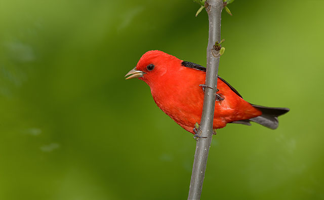 Scarlet Tanager