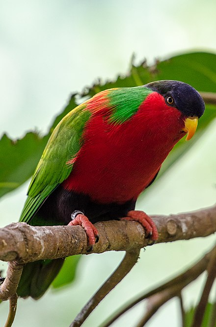 Collared Lory