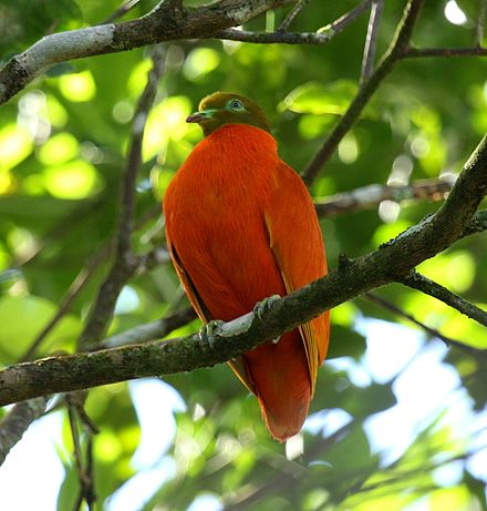 Orange Fruit Dove