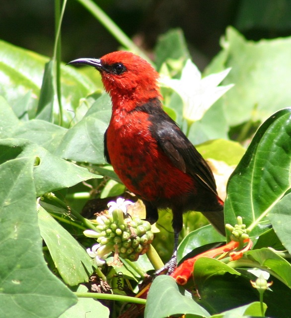 Rotuma myzomela