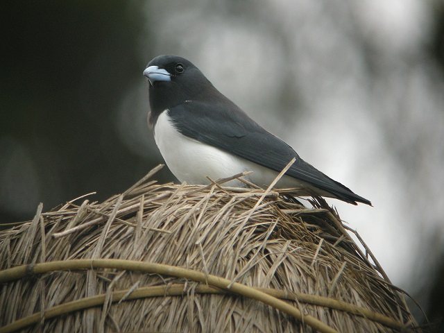 Woodswallow
