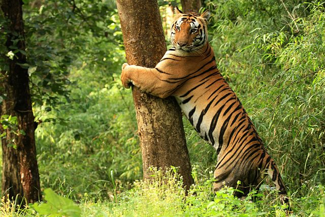 How to Ensure an Ethical Tiger Safari?