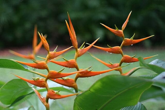 Flower Forest