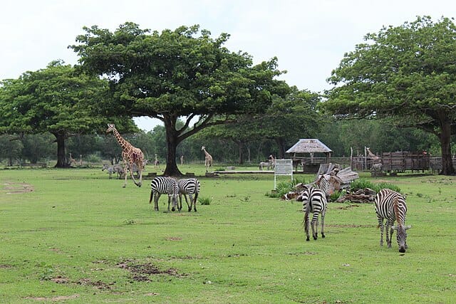 Calauit Wildlife Park