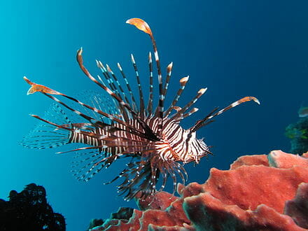 lion fish