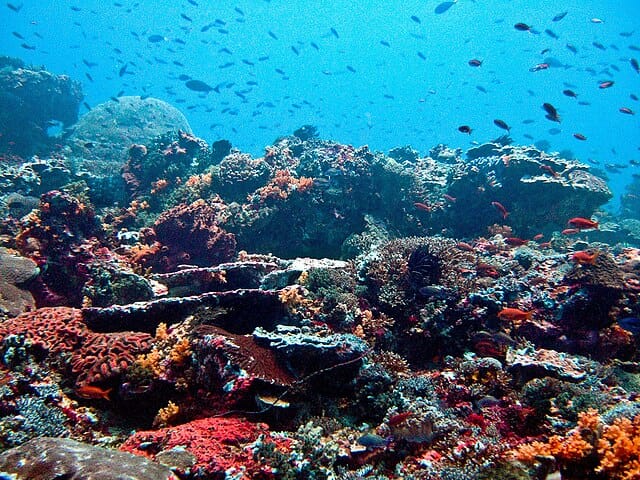 coral reefs