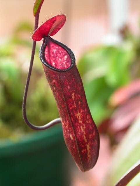 Pitcher Plant