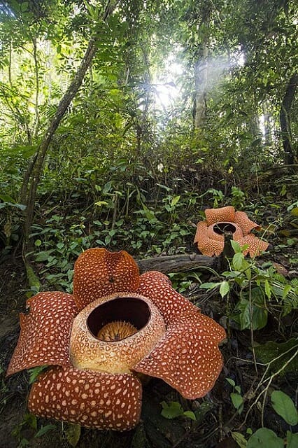 Largest Flower