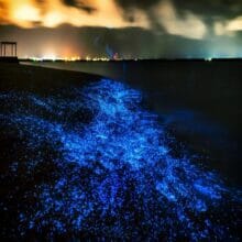 Surreal Beauty of Bioluminescent Beaches
