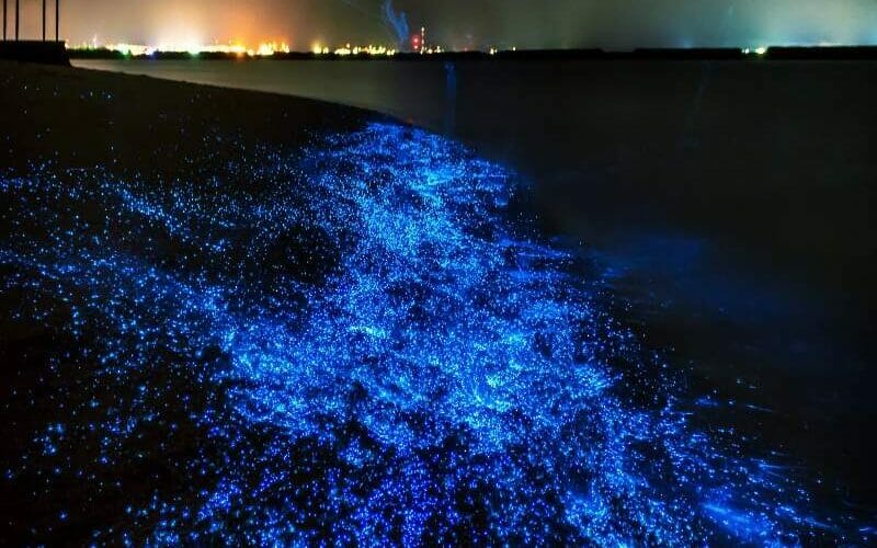 Surreal Beauty of Bioluminescent Beaches