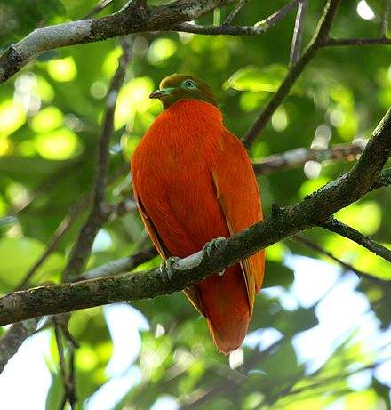 orange dove