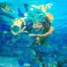 Best Snorkeling Spots in the Caribbean